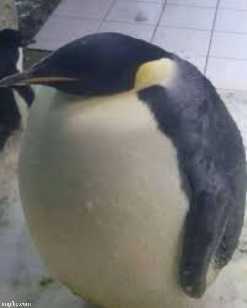 Penguin | image tagged in penguin | made w/ Imgflip meme maker