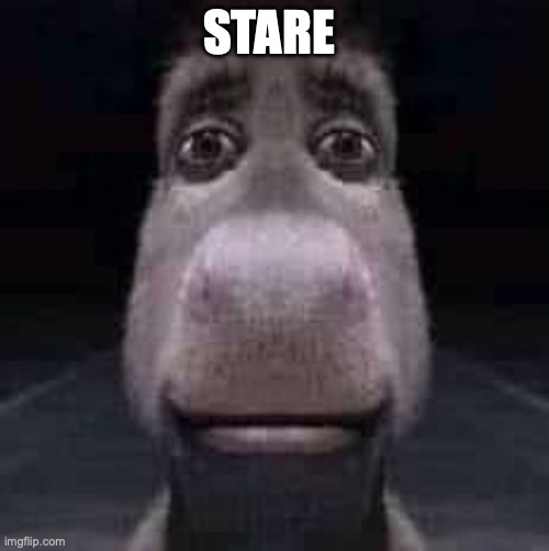 Donkey staring | STARE | image tagged in donkey staring | made w/ Imgflip meme maker