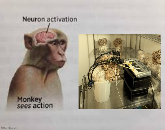 Mushroom playing the keyboard piano | image tagged in neuron activation | made w/ Imgflip meme maker