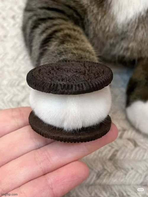 Silly Kitten, you're not an Oreo you're a cat lel | made w/ Imgflip meme maker