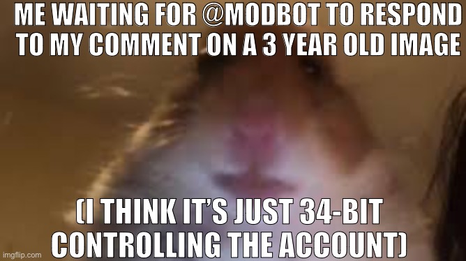 facetime hamster | ME WAITING FOR @MODBOT TO RESPOND TO MY COMMENT ON A 3 YEAR OLD IMAGE; (I THINK IT’S JUST 34-BIT CONTROLLING THE ACCOUNT) | image tagged in facetime hamster | made w/ Imgflip meme maker