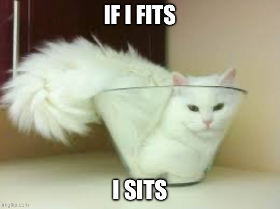 If I fits I sits (Cat) | IF I FITS; I SITS | image tagged in if i fits i sits cat | made w/ Imgflip meme maker