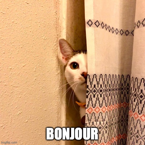 Cat peeking around curtain | BONJOUR | image tagged in cat peeking around curtain | made w/ Imgflip meme maker