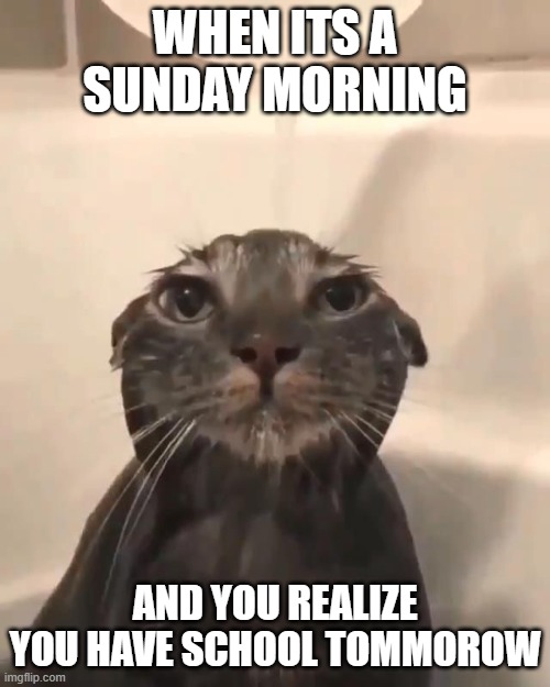 sunday morning | WHEN ITS A SUNDAY MORNING; AND YOU REALIZE YOU HAVE SCHOOL TOMMOROW | image tagged in wet cat | made w/ Imgflip meme maker