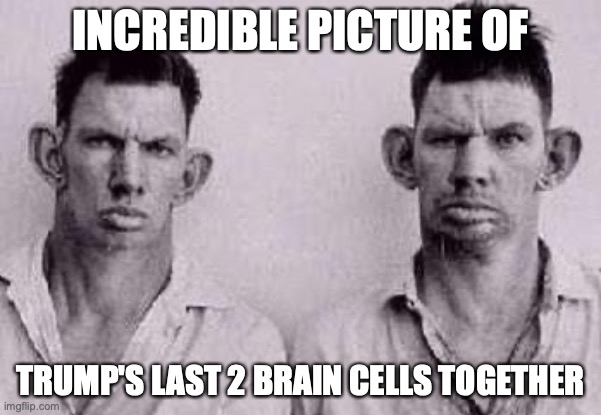 Trump's last two brain cells | INCREDIBLE PICTURE OF; TRUMP'S LAST 2 BRAIN CELLS TOGETHER | image tagged in trump,maga,conservative,right wing,republican,brain cells | made w/ Imgflip meme maker