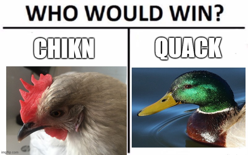 chikn vs quack | QUACK; CHIKN | image tagged in memes,who would win | made w/ Imgflip meme maker