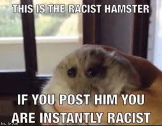 Racist Hamster | image tagged in racist hamster | made w/ Imgflip meme maker