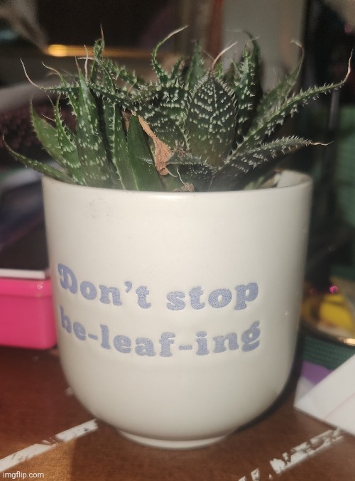 My succulent. Their name is eve | made w/ Imgflip meme maker