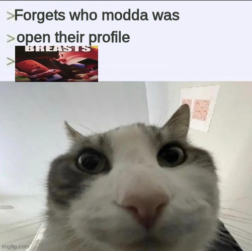 Cat looks inside | Forgets who modda was; open their profile | image tagged in cat looks inside | made w/ Imgflip meme maker