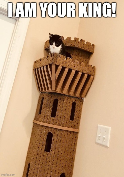 KING OF THE CASTLE | I AM YOUR KING! | image tagged in cats,funny cats | made w/ Imgflip meme maker