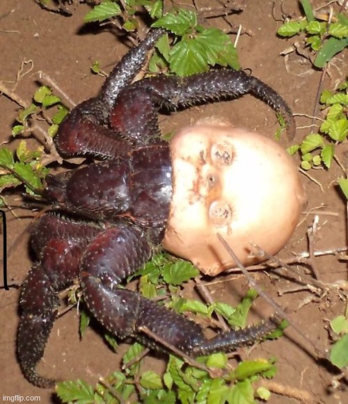 cursed image | made w/ Imgflip meme maker