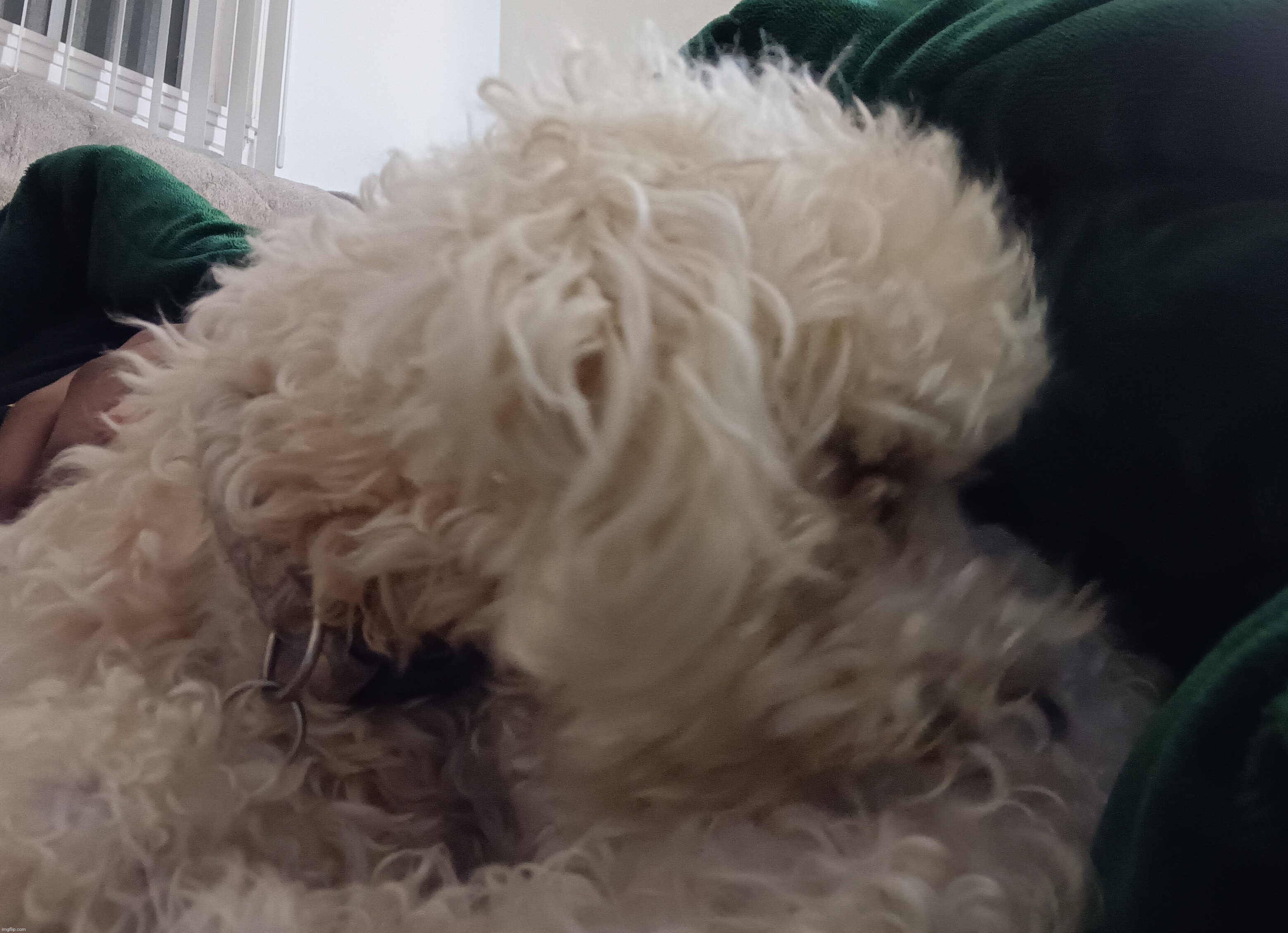 dog | made w/ Imgflip meme maker