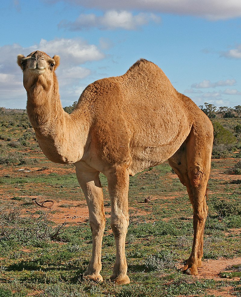 Camel Blank Meme Template