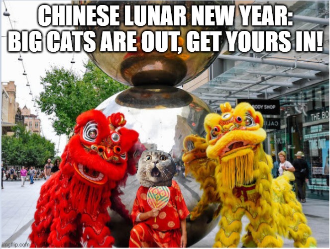 cats reminder | CHINESE LUNAR NEW YEAR:
BIG CATS ARE OUT, GET YOURS IN! | image tagged in cats,reminder,timesheets | made w/ Imgflip meme maker