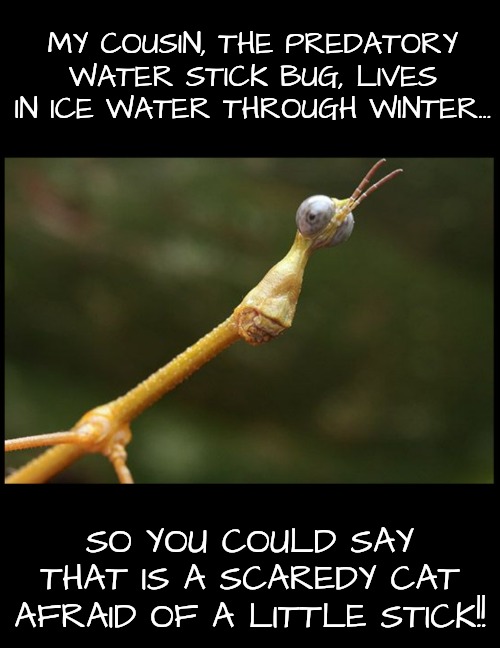 MY COUSIN, THE PREDATORY WATER STICK BUG, LIVES IN ICE WATER THROUGH WINTER... SO YOU COULD SAY THAT IS A SCAREDY CAT AFRAID OF A LITTLE STI | made w/ Imgflip meme maker