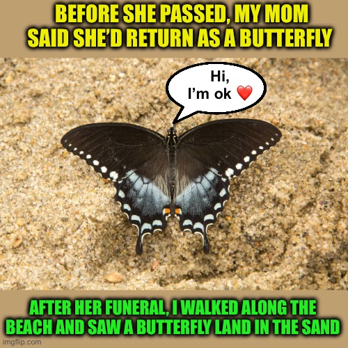 BEFORE SHE PASSED, MY MOM SAID SHE’D RETURN AS A BUTTERFLY AFTER HER FUNERAL, I WALKED ALONG THE BEACH AND SAW A BUTTERFLY LAND IN THE SAND  | made w/ Imgflip meme maker