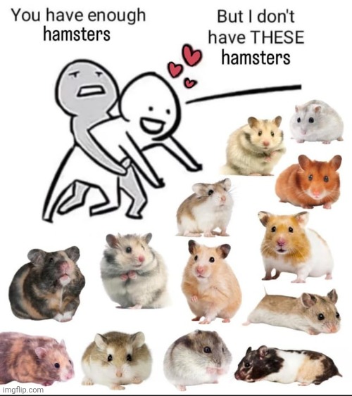 I must acquire those hamsters | image tagged in memes,funny,hamster | made w/ Imgflip meme maker