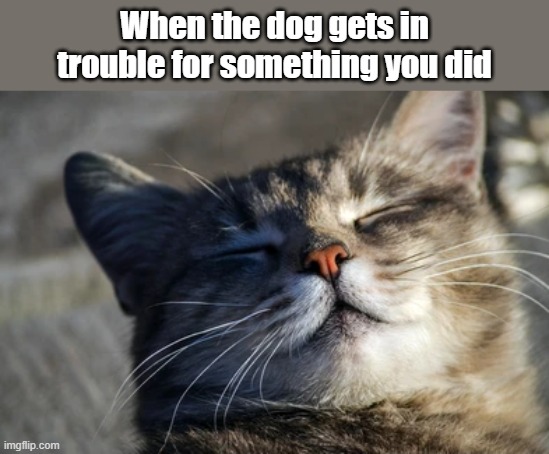 Apart from when my dog took the box of cat biscuits and tore it open | When the dog gets in trouble for something you did | image tagged in cat,dog | made w/ Imgflip meme maker