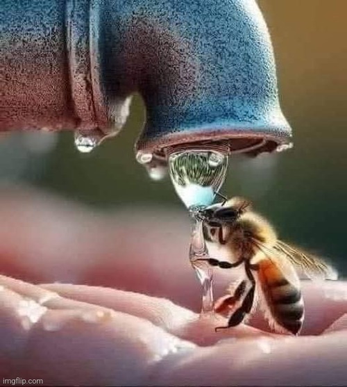 Thirsty Bee | image tagged in bees,water,drinking,awesome,photography | made w/ Imgflip meme maker