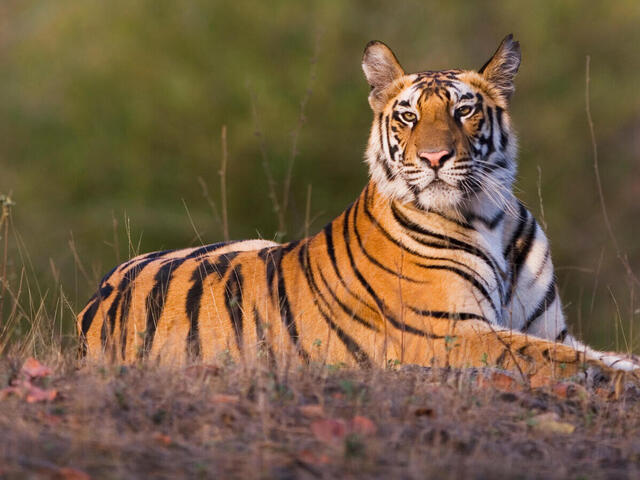 tiger thingy looking all regal n shit Blank Meme Template