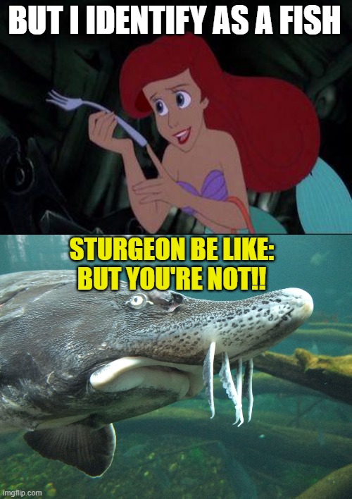 BUT I IDENTIFY AS A FISH STURGEON BE LIKE:
BUT YOU'RE NOT!! | image tagged in little mermaid,sturgeon's warning | made w/ Imgflip meme maker