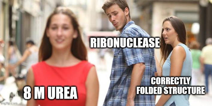 Girl walking by | RIBONUCLEASE; CORRECTLY FOLDED STRUCTURE; 8 M UREA | image tagged in girl walking by | made w/ Imgflip meme maker