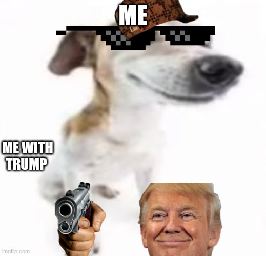 me and trump | ME; ME WITH TRUMP | image tagged in jack russell terrier stock photo | made w/ Imgflip meme maker