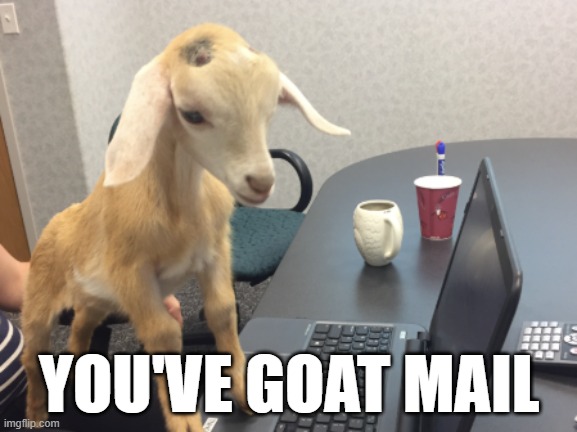 You've GOAT mail | YOU'VE GOAT MAIL | image tagged in goat,email,office | made w/ Imgflip meme maker