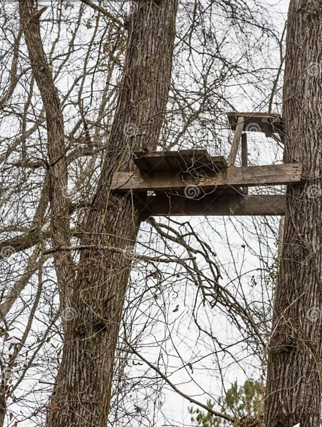 Old wooden treestand Blank Meme Template