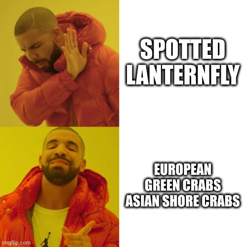 Drake Blank | SPOTTED LANTERNFLY; EUROPEAN GREEN CRABS
ASIAN SHORE CRABS | image tagged in drake blank | made w/ Imgflip meme maker