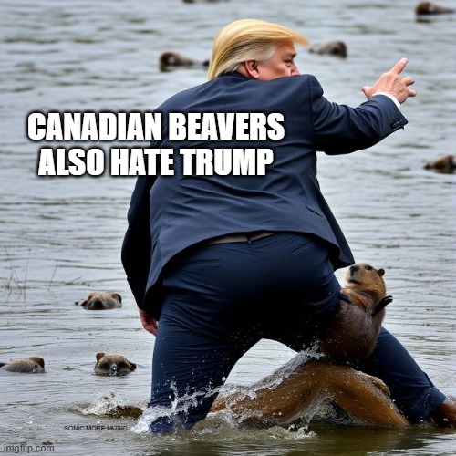 Canadian Beavers Take Down Trump | CANADIAN BEAVERS ALSO HATE TRUMP; SONIC MORE MUSIC | image tagged in canada,meanwhile in canada,donald trump the clown,beaver | made w/ Imgflip meme maker