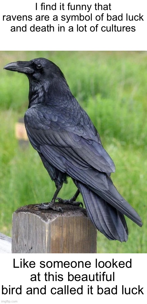 Pretty raven | I find it funny that ravens are a symbol of bad luck and death in a lot of cultures; Like someone looked at this beautiful bird and called it bad luck | image tagged in raven,beautiful,animals | made w/ Imgflip meme maker