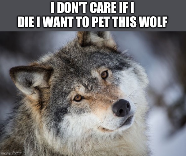 Idc | I DON'T CARE IF I DIE I WANT TO PET THIS WOLF | image tagged in wolf,cute,dogs,funny | made w/ Imgflip meme maker