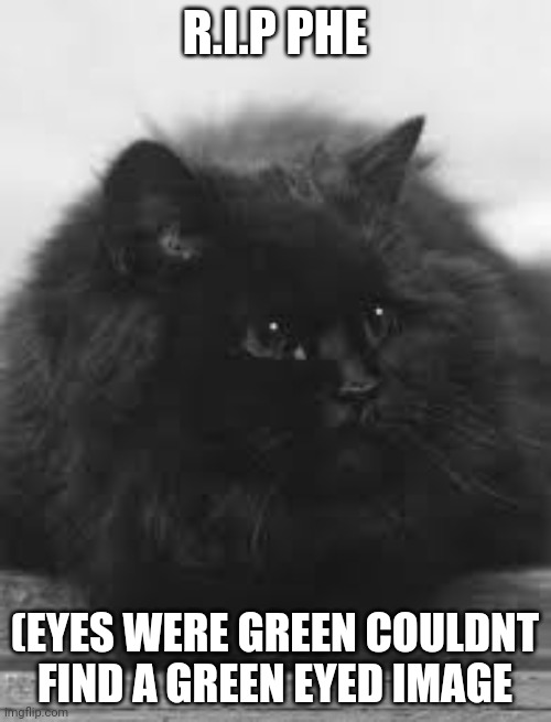 I hate june 2024 | R.I.P PHE; (EYES WERE GREEN COULDNT FIND A GREEN EYED IMAGE | image tagged in big fluffy black cat | made w/ Imgflip meme maker