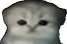 Small silly cat Meme Template
