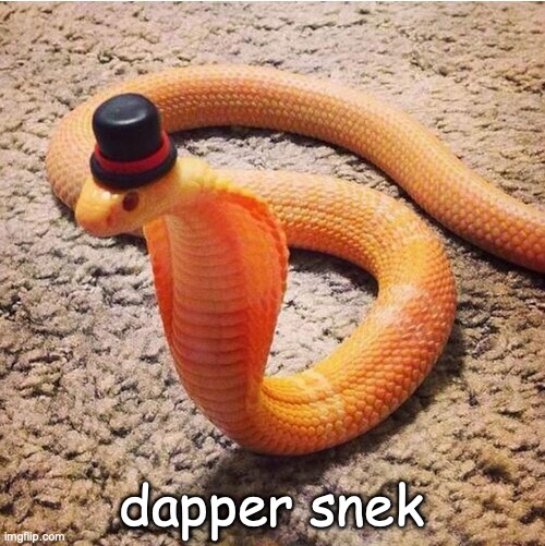 Dapper Snek | dapper snek | image tagged in dapper snek | made w/ Imgflip meme maker