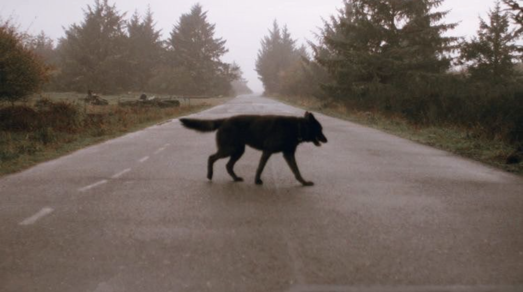 Wolf. Blank Meme Template