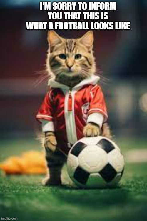 memes by Brad - The cat says that this is what a football looks like - humor - | I'M SORRY TO INFORM YOU THAT THIS IS WHAT A FOOTBALL LOOKS LIKE | image tagged in cats,funny,kitten,football,super bowl,kansas city chiefs | made w/ Imgflip meme maker