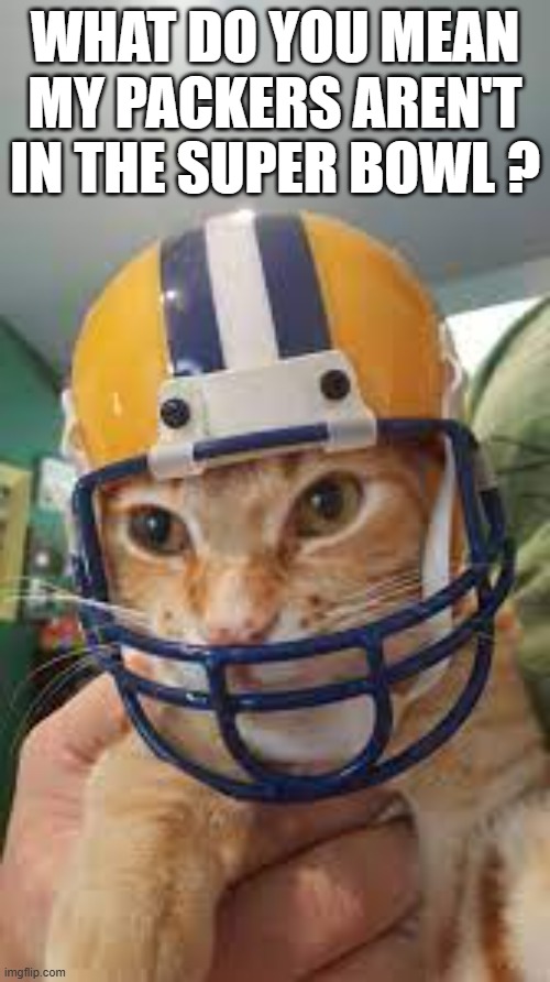 memes by Brad - Cat wants to know why the Packers aren't in the Super Bowl | WHAT DO YOU MEAN MY PACKERS AREN'T IN THE SUPER BOWL ? | image tagged in cats,funny,kittens,super bowl,nfl football,green bay packers | made w/ Imgflip meme maker