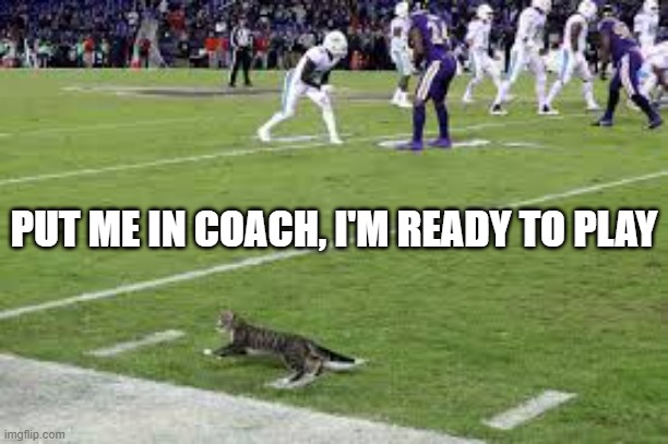 memes by Brad - The cat wants to play in the Super Bowl - humor - | PUT ME IN COACH, I'M READY TO PLAY | image tagged in kittens,funny,cats,nfl football,super bowl,humor | made w/ Imgflip meme maker