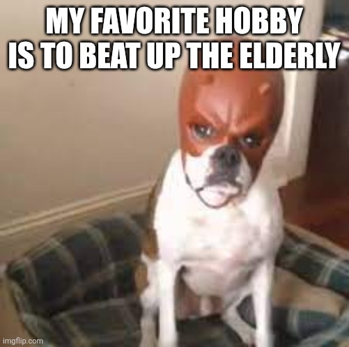 it rhymes | MY FAVORITE HOBBY IS TO BEAT UP THE ELDERLY | image tagged in daredevil dog | made w/ Imgflip meme maker