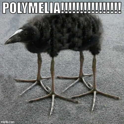 POLYMELIA!!!!!!!!!!!!!!!! | made w/ Imgflip meme maker