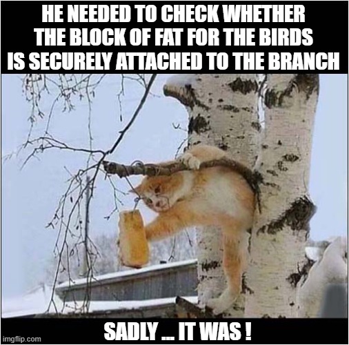 Disappointment ! | HE NEEDED TO CHECK WHETHER
THE BLOCK OF FAT FOR THE BIRDS
IS SECURELY ATTACHED TO THE BRANCH; SADLY ... IT WAS ! | image tagged in cats,birds,fat,disappointment | made w/ Imgflip meme maker