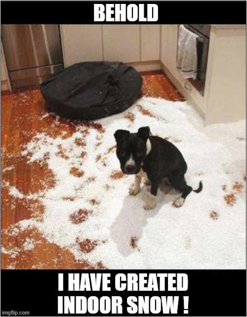 No Need To Thank Me ! | BEHOLD; I HAVE CREATED INDOOR SNOW ! | image tagged in dogs,cushion,destruction | made w/ Imgflip meme maker