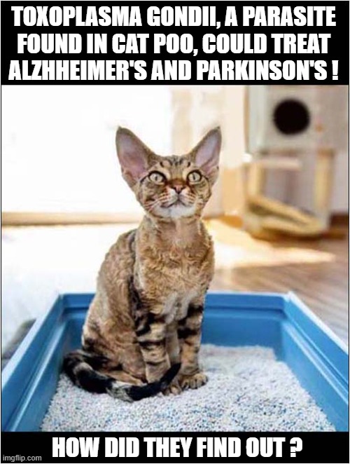 Get It While It's Hot ! | TOXOPLASMA GONDII, A PARASITE
FOUND IN CAT POO, COULD TREAT
ALZHHEIMER'S AND PARKINSON'S ! HOW DID THEY FIND OUT ? | image tagged in cats,cat poop,parasites,dark humour | made w/ Imgflip meme maker