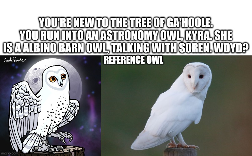 Guardians of Gahoole RP! (right is the reference I had. not mine) if you need the picrew, its Cute Owl Maker. | YOU'RE NEW TO THE TREE OF GA'HOOLE. YOU RUN INTO AN ASTRONOMY OWL, KYRA. SHE IS A ALBINO BARN OWL, TALKING WITH SOREN. WDYD? REFERENCE OWL | made w/ Imgflip meme maker