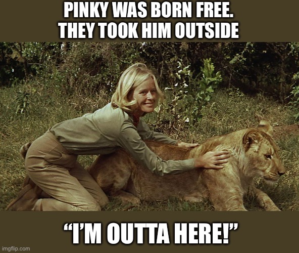 Born Free | PINKY WAS BORN FREE.
THEY TOOK HIM OUTSIDE “I’M OUTTA HERE!” | image tagged in born free | made w/ Imgflip meme maker