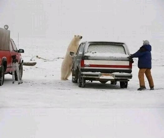 polar bear driver Blank Meme Template