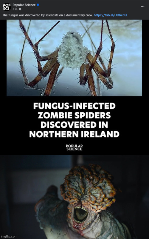 Kill it with fire!!! | image tagged in the last of us bible clicker,fungus,spiders | made w/ Imgflip meme maker