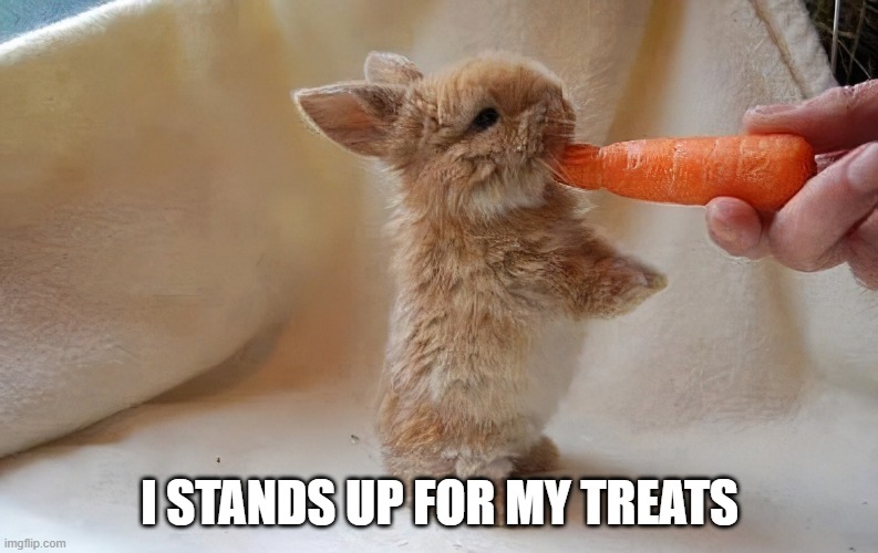 Stand Up | I STANDS UP FOR MY TREATS | image tagged in bunnies | made w/ Imgflip meme maker